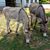 Suzanne Hamme's profile image