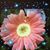 Landy Navarre-t's profile image