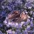 Barb Tindall's profile image