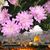 Dania Al-Kabbani's profile image
