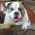 Dawn Cafasso Stahley's profile image