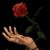 نسرين جمال حمدى البدوى's profile image