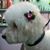 Windy's Pet Grooming's profile image