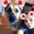 Michelle Barr's profile image