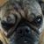 Frank Vitale's profile image