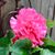 Tracy Dooley's profile image