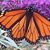 Sarah Wynn Metcalfe Gentry's profile image
