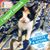 Pauline Jamieson Barr's profile image