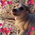 Susan Johnson's profile image