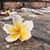 Lori Dilworth's profile image