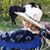 Susan Searles's profile image