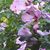 Debbie Fortman White's profile image