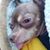 Piojo Bell's profile image
