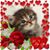 Sam June Samson Nemecek's profile image