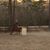 PJ Bay Mare's profile image