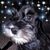Steve Ellingson's profile image