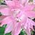 Susan Wittekind's profile image