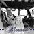 Angelia N Tracy Stclair's profile image