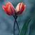 Lalit Deolal's profile image