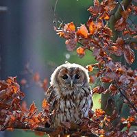 Debi Watters Hickman's profile image