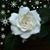 Annette Pajor's profile image