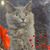 Debra Raines's profile image