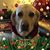 Laurie Hanson Zoellner's profile image