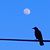 Robin Rudnick's profile image