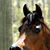 Mclaughlin Arabians's profile image