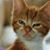 Rosemary Butler-Torres's profile image