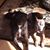 Geri Currier's profile image