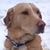 Ronald Ashcraft's profile image