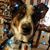 Debra Goetsch Brooks's profile image