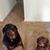 Jennifer Lavrey Wareham's profile image