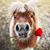 Laurie Remus's profile image