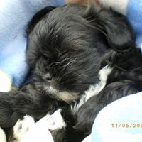 Susan Schraeder's profile image