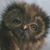 Holly Rene Nunez-Boyles's profile image