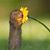 Dawn Bliesener's profile image