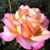 Preall Loncarevic's profile image