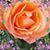 Ruth R Munoz's profile image