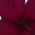 Diane Beckner's profile image