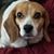 David W. Stahl's profile image