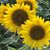 Cathy Riley Fenter's profile image