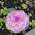 Linda Davis's profile image