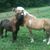 Cheyenne Mason Ross's profile image