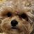 Melody Schuck Simoncic's profile image