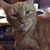 Shareen Ritter's profile image