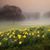 Carole Koster Crowl's profile image