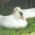 Debbie Hoffman's profile image