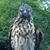 Roger Armes's profile image